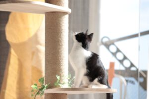 キャットタワーを処分する前の準備と注意点