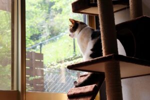 キャットタワーを処分するときの費用目安